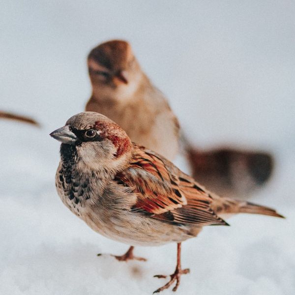 Des Oiseaux